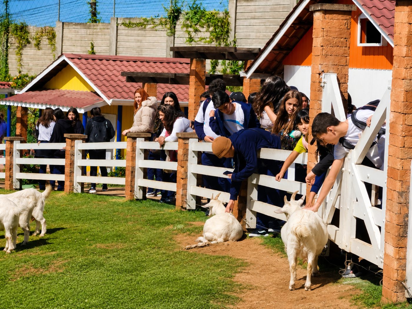 Estudantes em saída pedagógica em fazenda, interagindo com animais